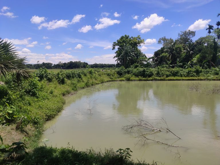 A pond with green plants and trees with blue sky in the background