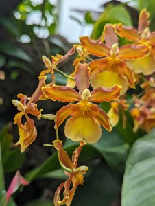 Small, yellow and orange orchids 