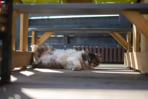 Hairy cat napping in the shadow. 