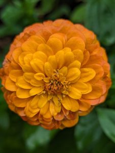 A big orange zinnia flower sprinkled with raindrops.