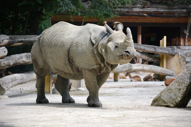 The Indian rhinoceros (Rhinoceros unicornis) or Indian rhino or greater one-horned rhinoceros or great Indian rhinoceros. From Sch?nbrunn Zoo, Vienna, Austria.