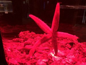 Starfish under red light