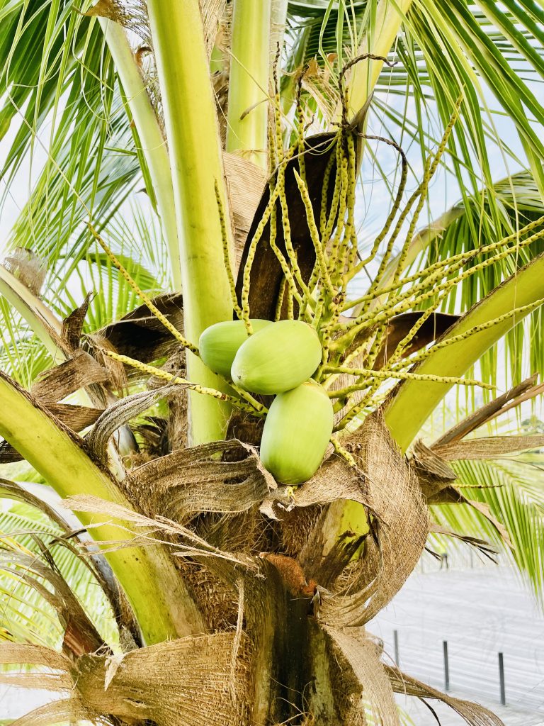 Tender coconuts, from Titiwangsa Lake Park, Kuala Lumpur, Malaysia