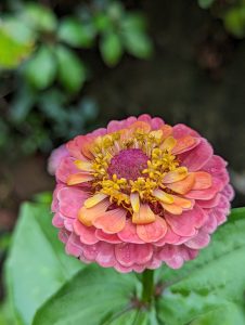 A pink zinnia with yellow flowers in the center 