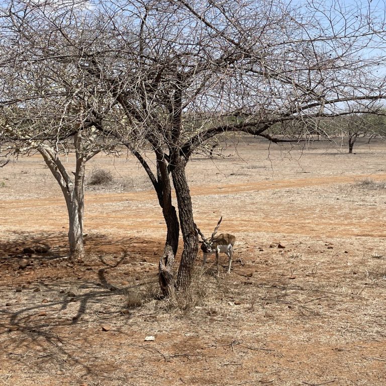 Small deer with long swirly horns under a leafless tree on an African plain.