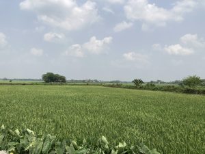Crop fields
