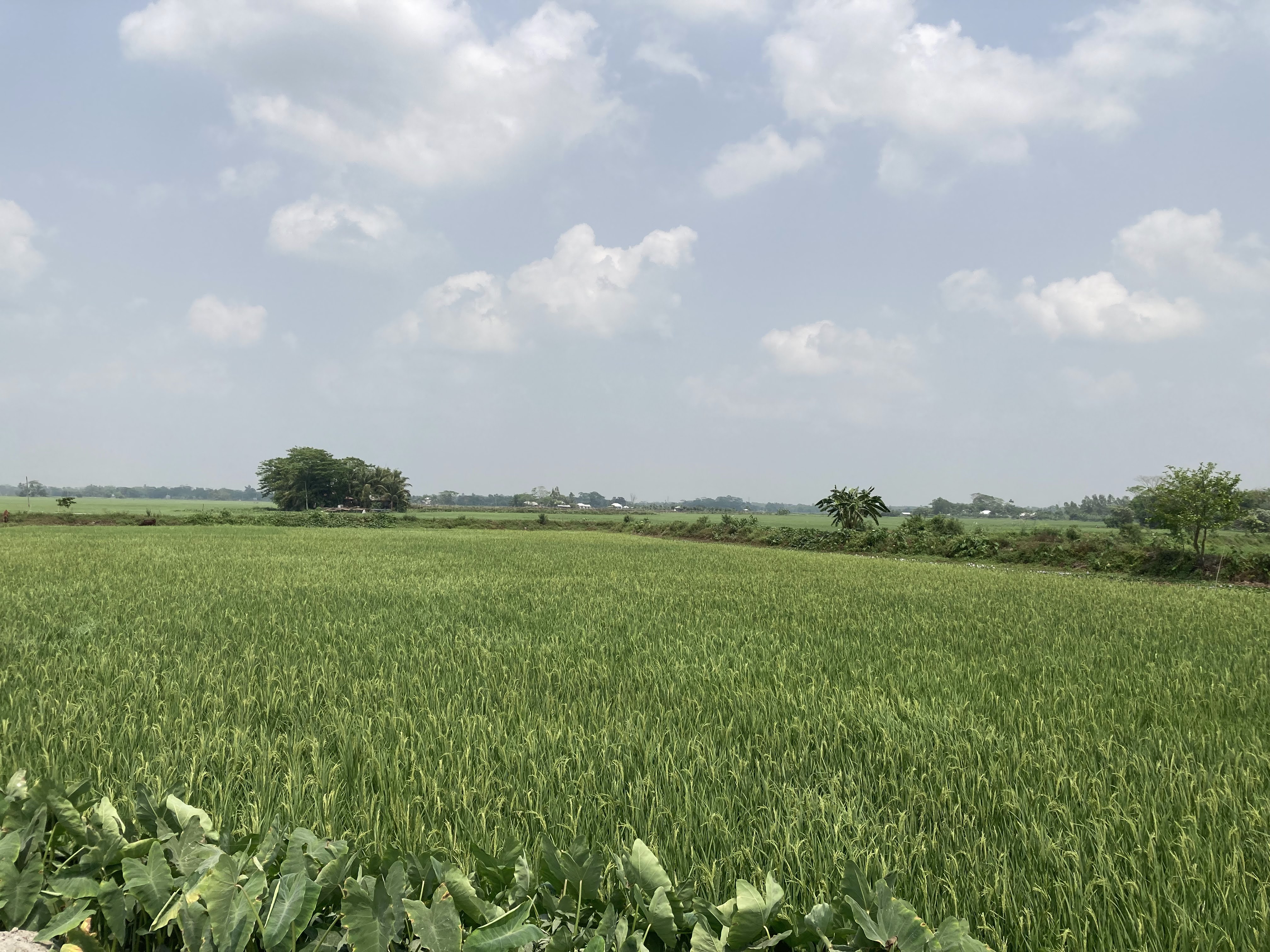 Crop fields