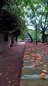 Where nature meets architecture, a delightful rendezvous 🌿🏰 The fallen leaves decorate the sidewalk, creating a magical atmosphere next to the timeless brick wall. #NatureInspired #CharmingWalkway #HistoricalChic
