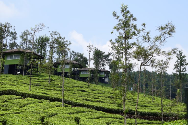 Tree huts at wildPlane resort, Tea estate. Kerala