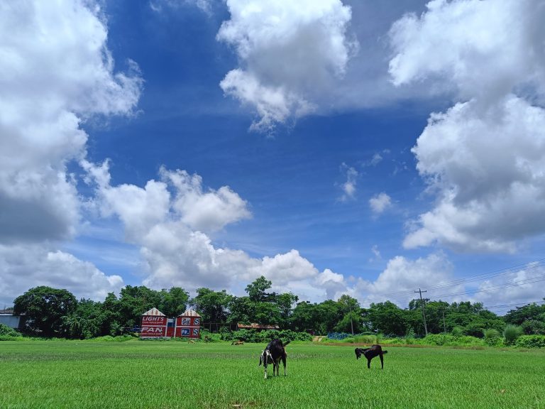 A clear sky and a beautiful sunny day where goats are eating grass.