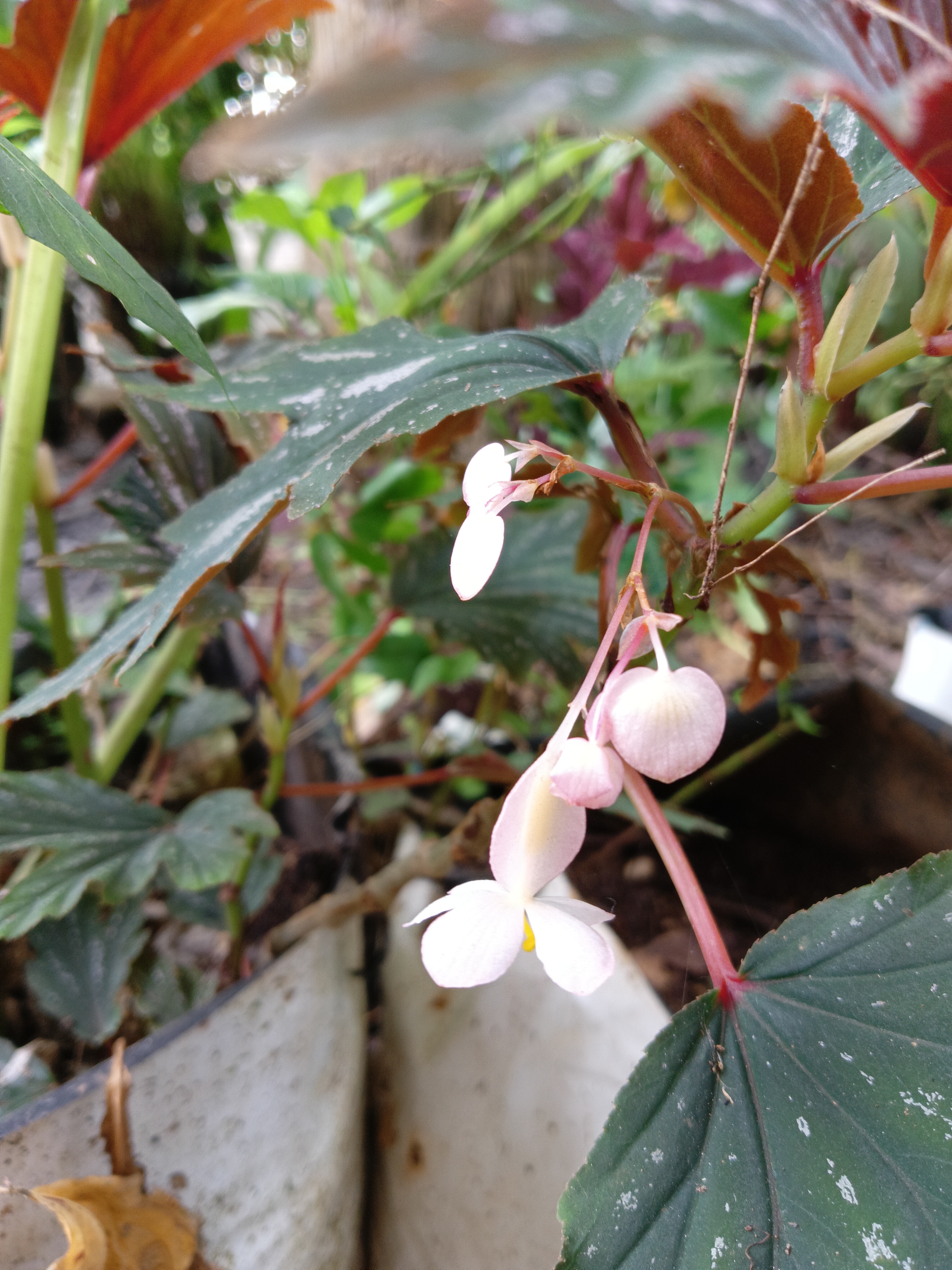 Begonia flower up close