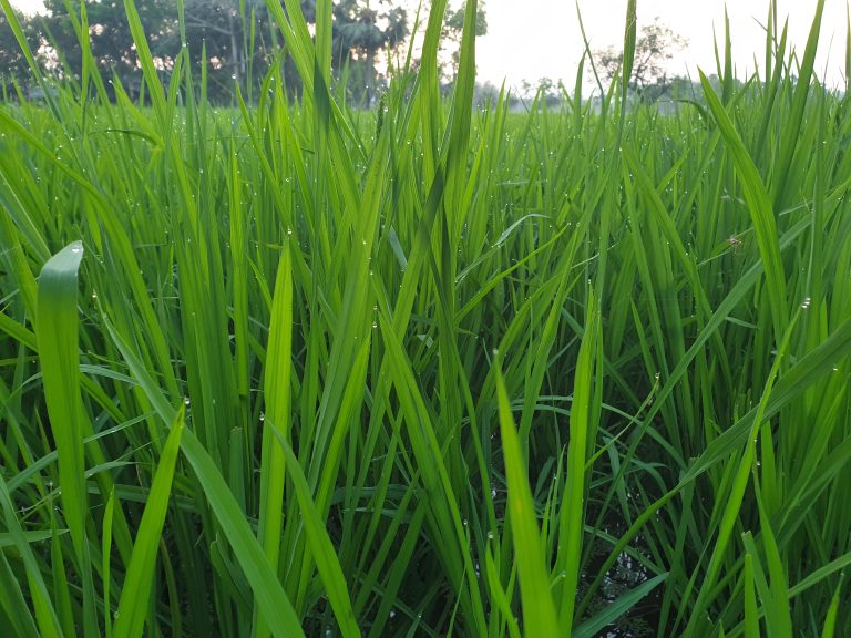 Rice plants growing in a paddy field, sprinkled with raindrops.