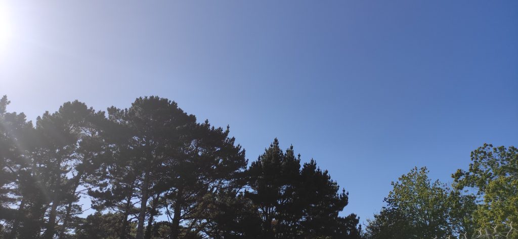Pine tree and blue sky