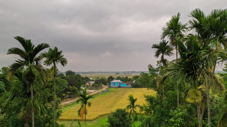 Areca palm trees are dancing with the gentle breeze, as I soak in the beauty of this emerald field  #TropicalDreams #NatureIsArt #Wanderlust