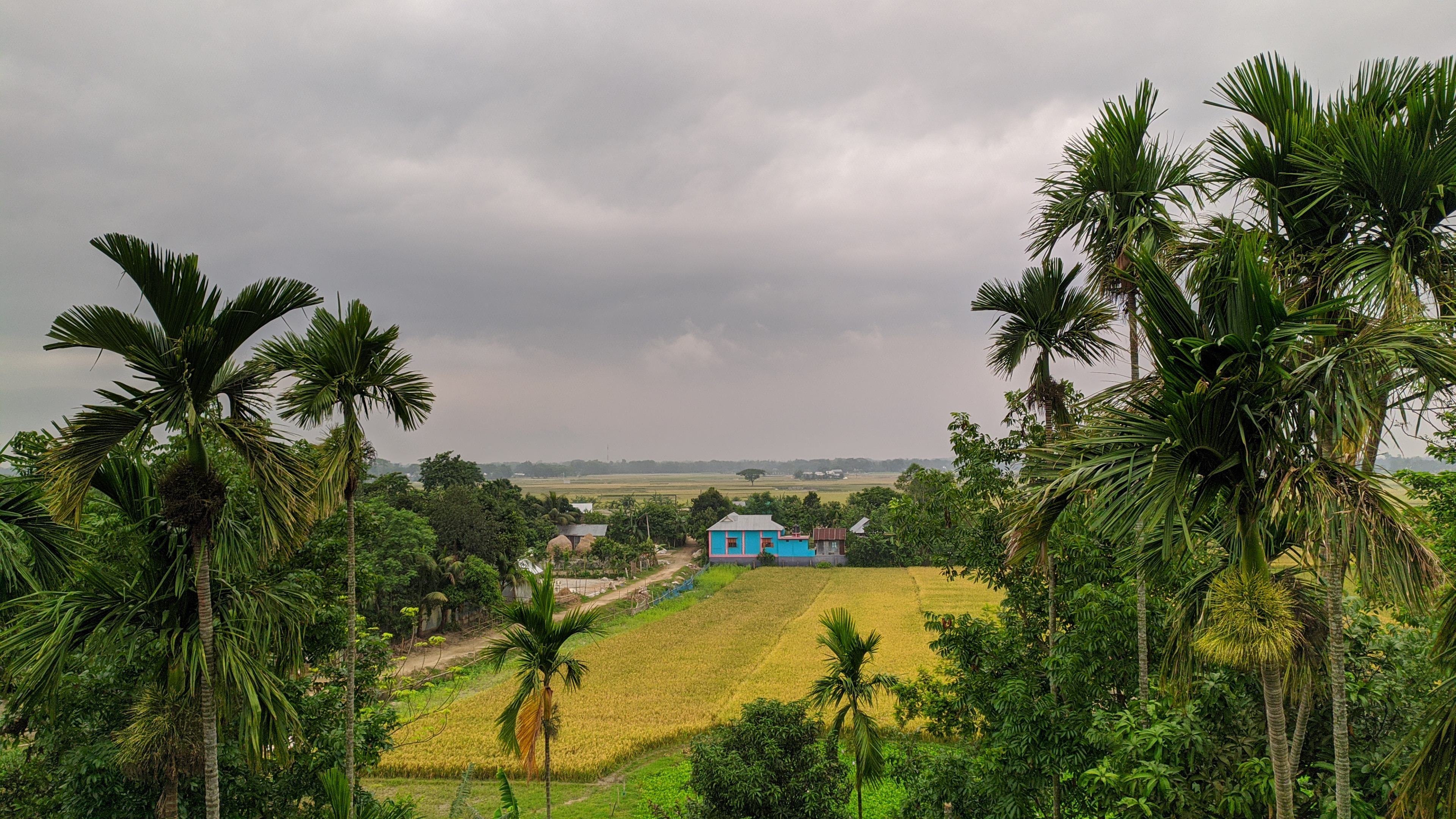 Areca palm trees are dancing with the gentle breeze, as I soak in the beauty of this emerald field ???? #TropicalDreams #NatureIsArt #Wanderlust