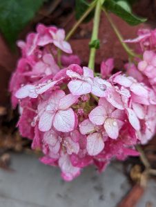 Small, pink hydrangea leaves wet with raindrops.