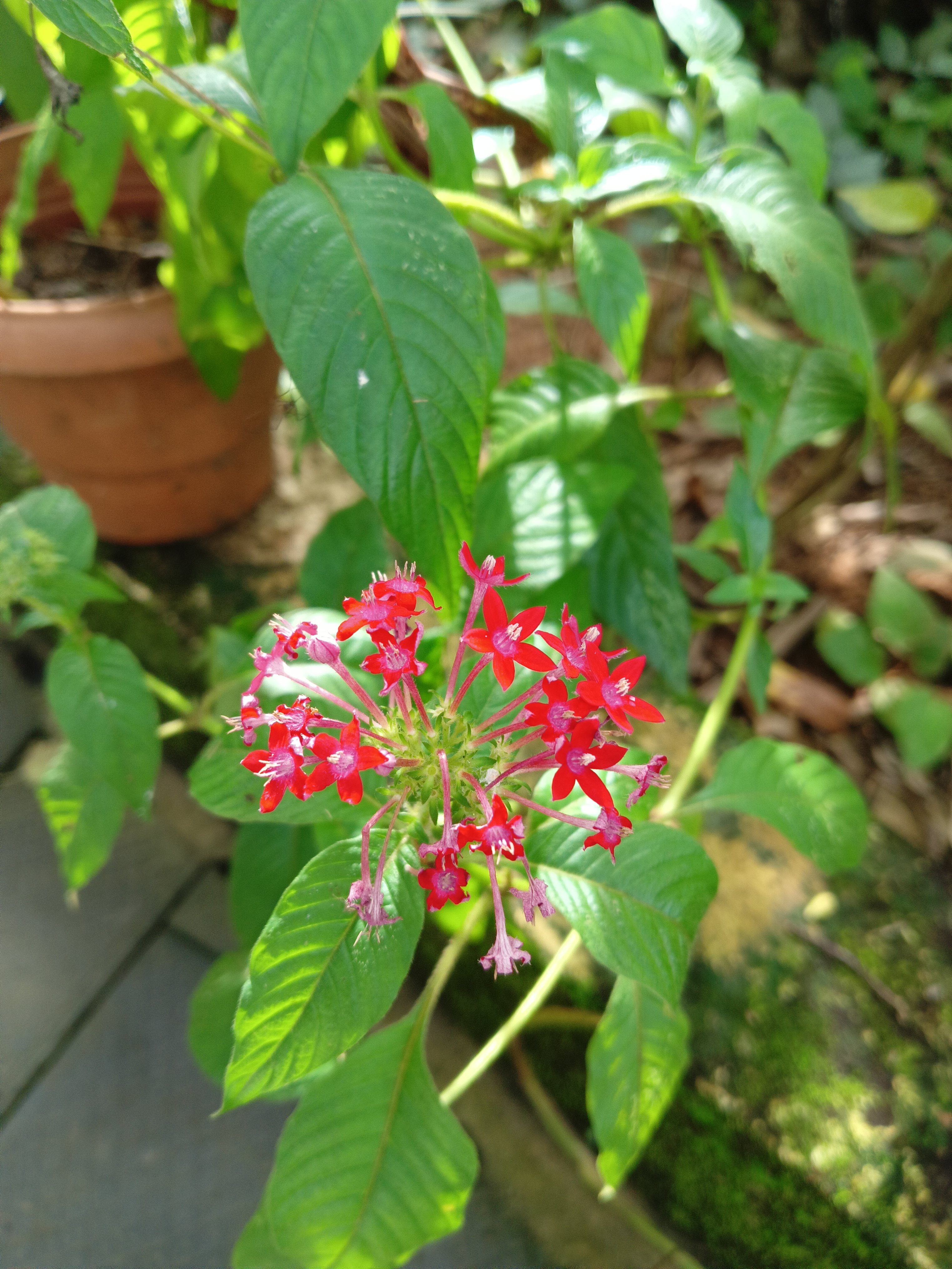 Pentas lanceolata (Egyptian starcluster)