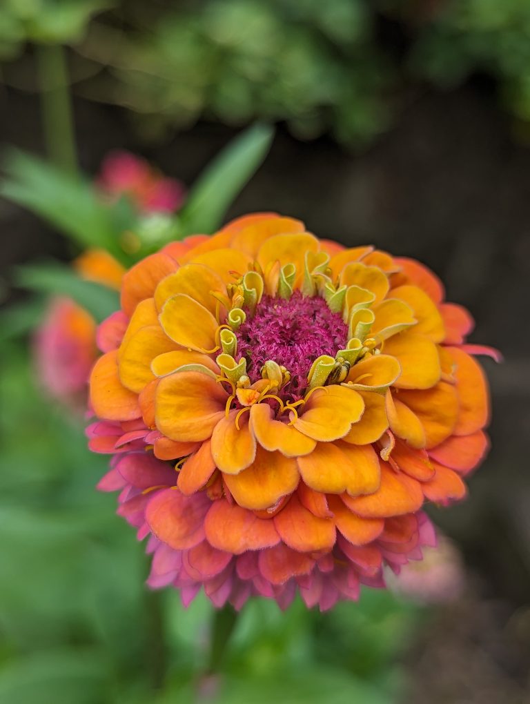 Yellow, orange and pink zinnia flower