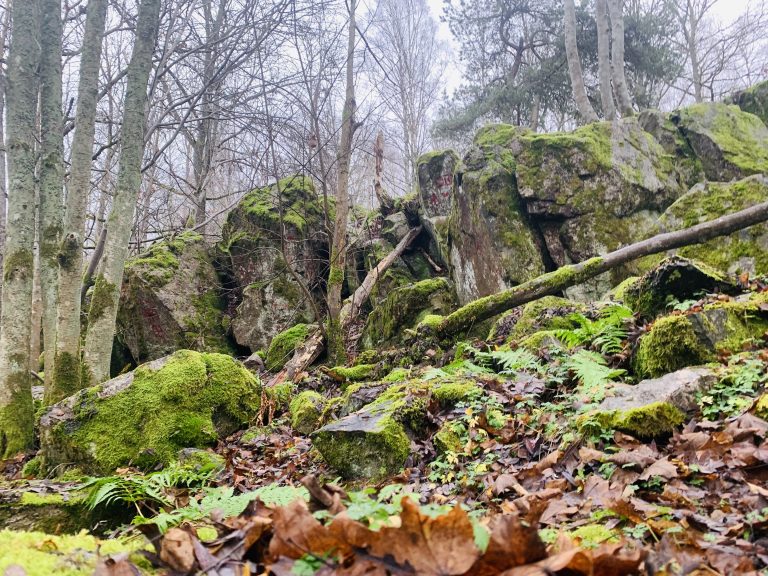 A series of rocks in a forest during fall. The rocks are covered in green bog.