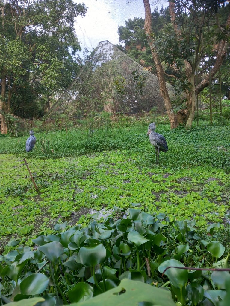 Shoebills at Entebbe zoo, Uganda