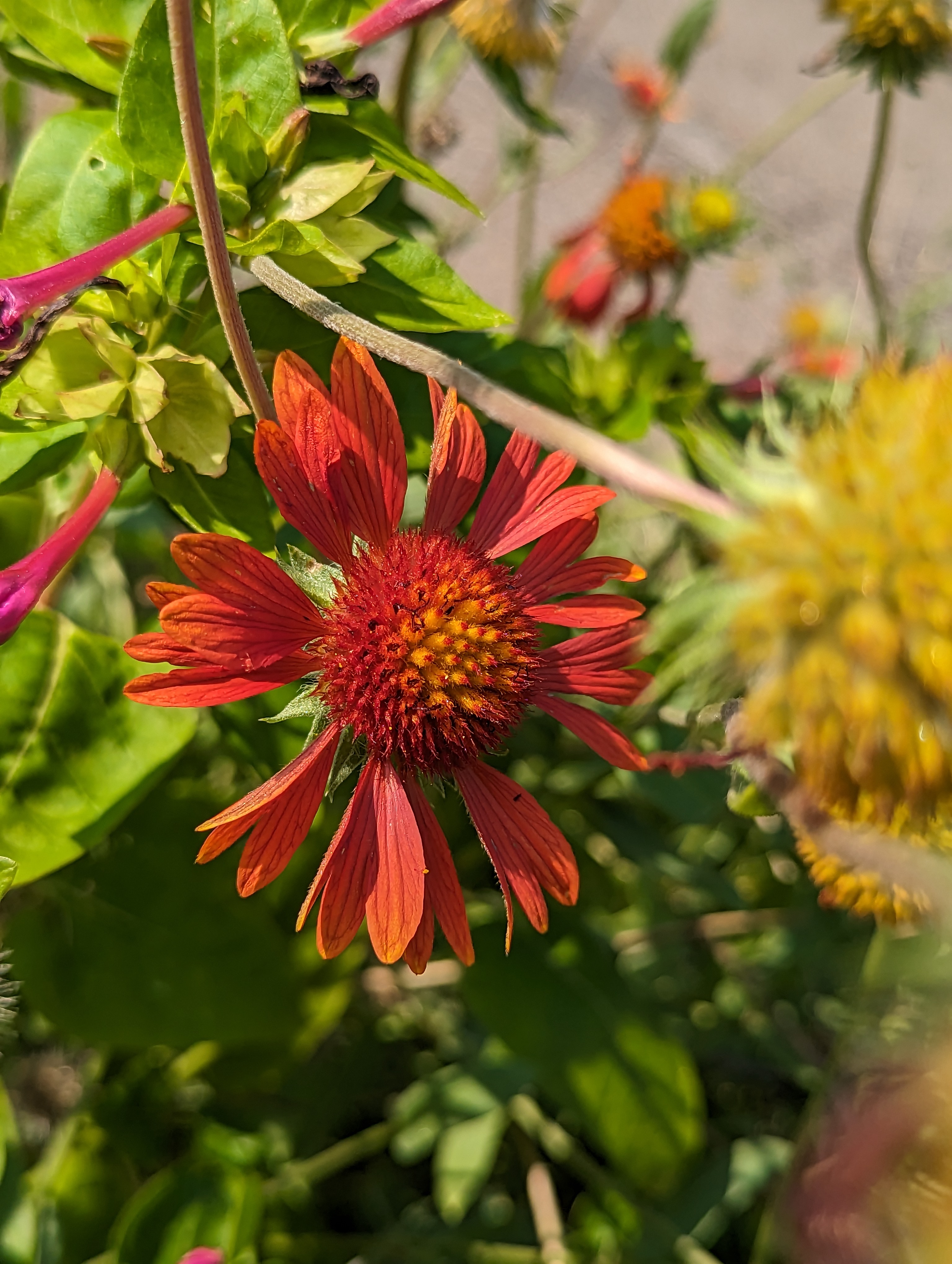 Very red flower that is falling apart