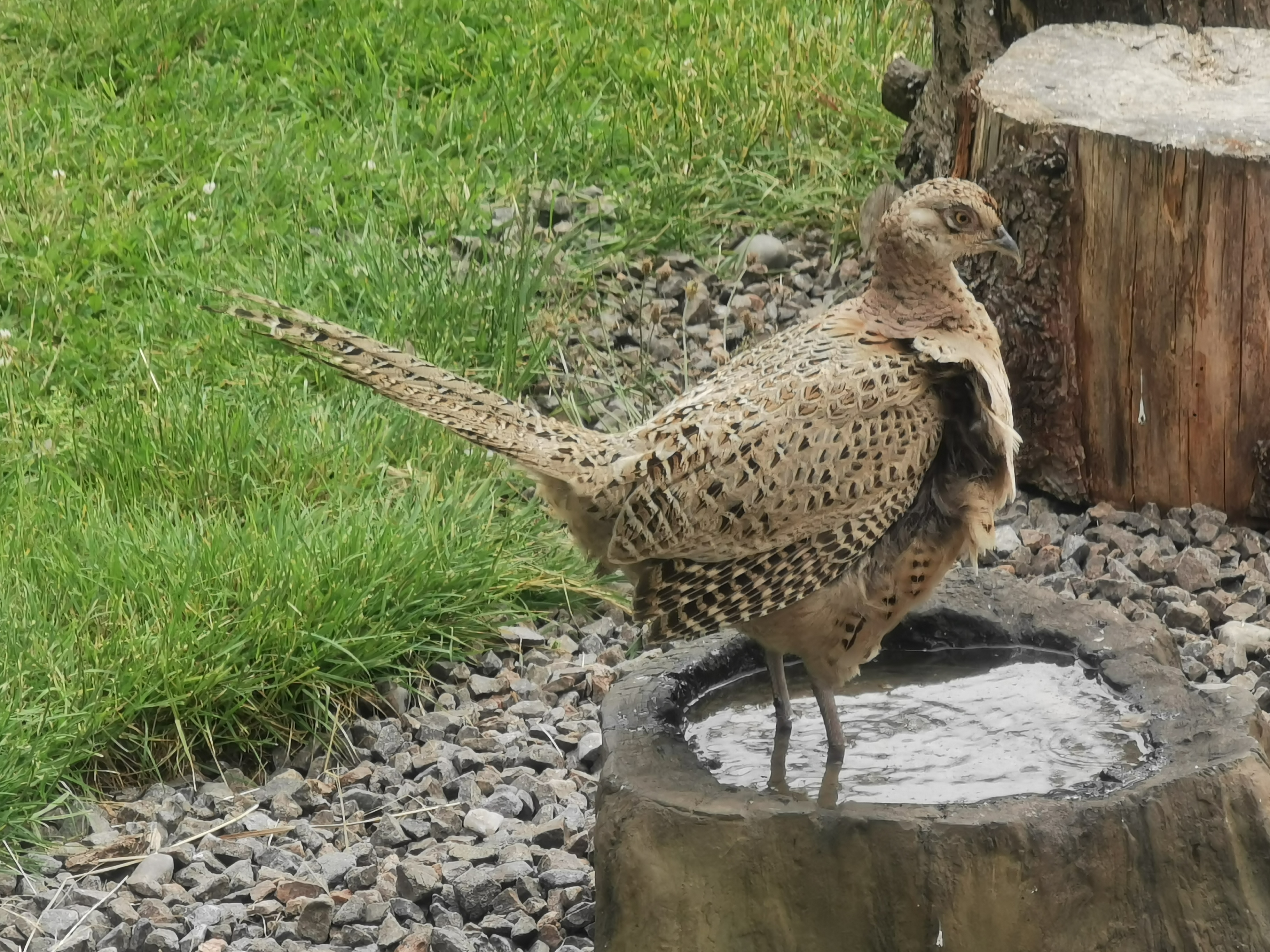 Female Pheasant paddling in a water filled log