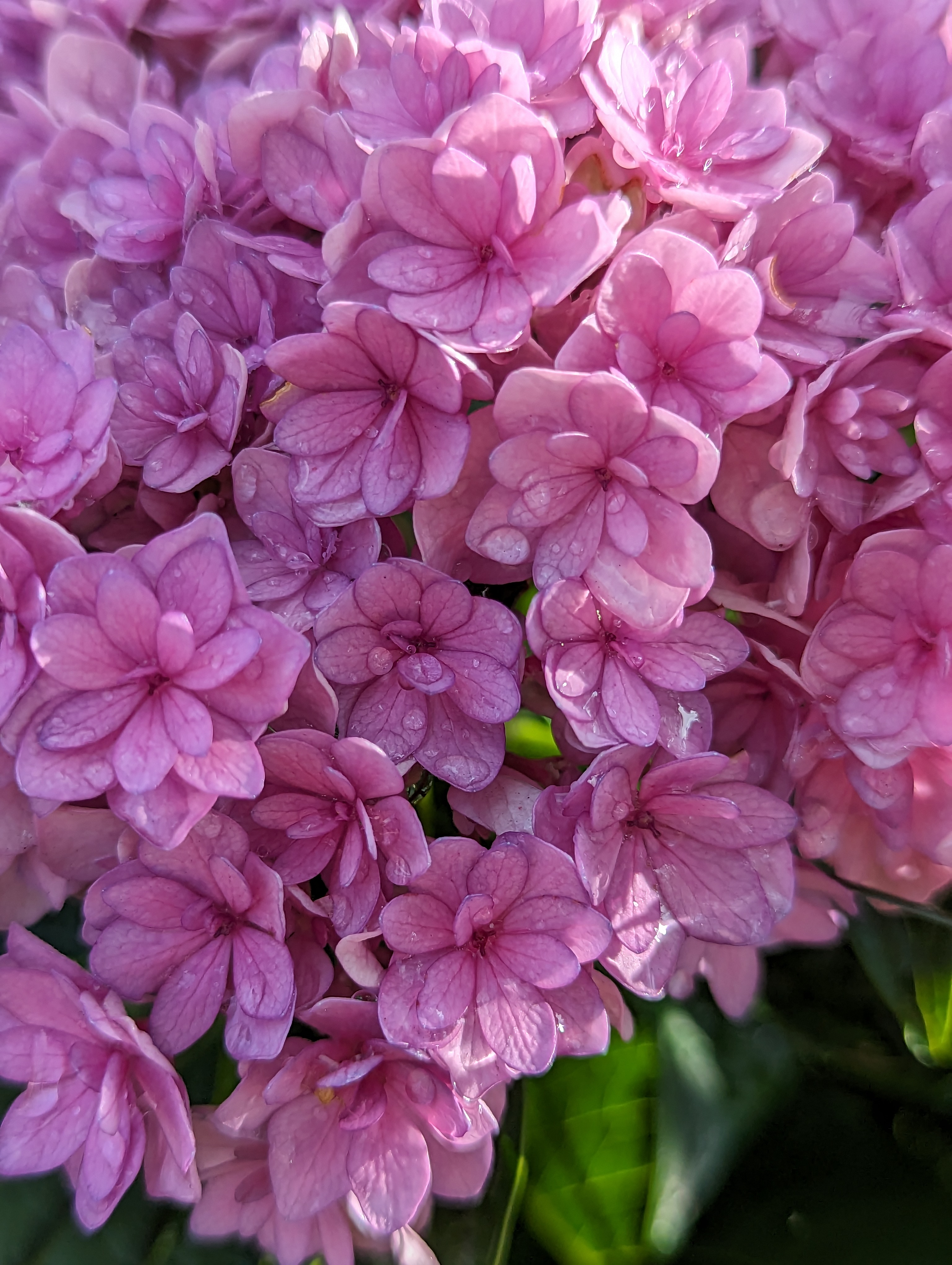 Tiny pink hydrangea flowers budding out of bigger ones.