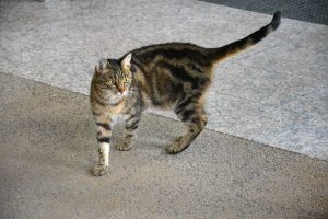 A cat from Sch?nbrunn Zoo, Vienna, Austria. 