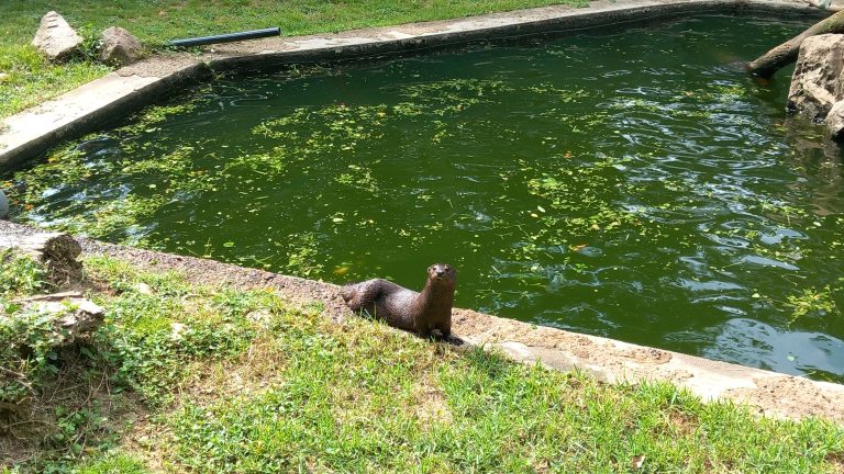 Otter on stone edging of a pond surrounded by lawn