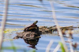 A painted turtle sits on a log in a pond at the Montezuma Wildlife Refuge in Central, New York.