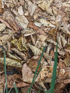 A pile of leaves with some blades of grass above 