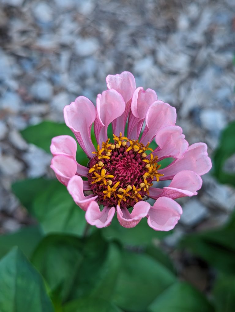 Pink zinnia flower that is starting to curl up