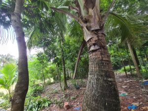 Coconut tree
