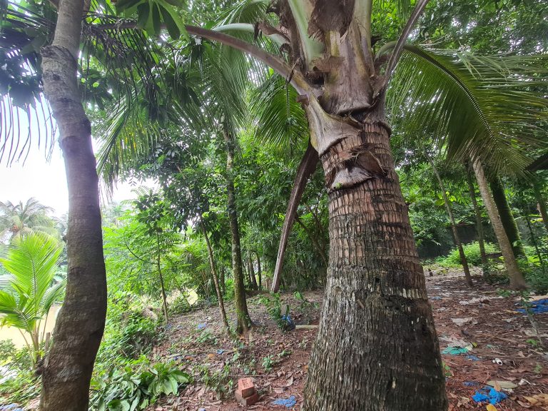 Coconut tree