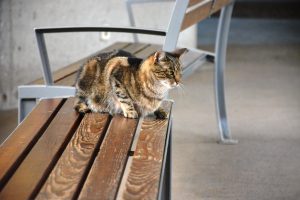 A tortoise shell coloured, very focussed looking cat lying on a slatted wooden bench with metal frame. Taken at Sch?nbrunn Zoo, Vienna, Austria.