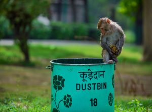 Monkey setting on the dustbin
