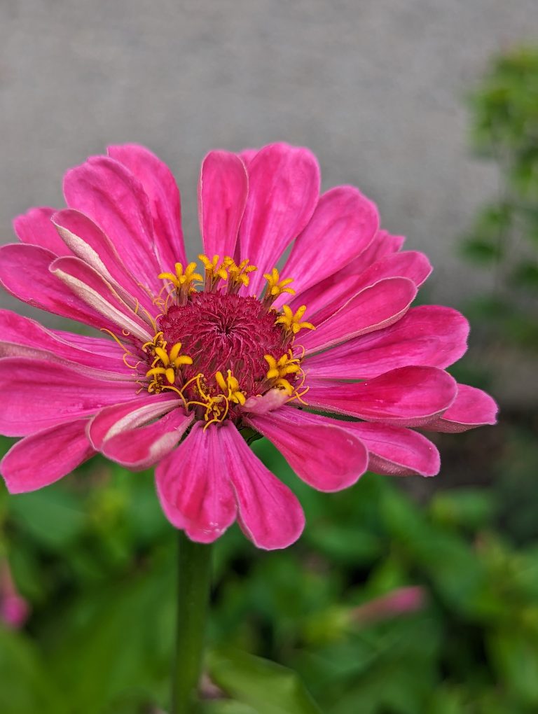 The pink zinnia flower with tiny little yellow flower buds