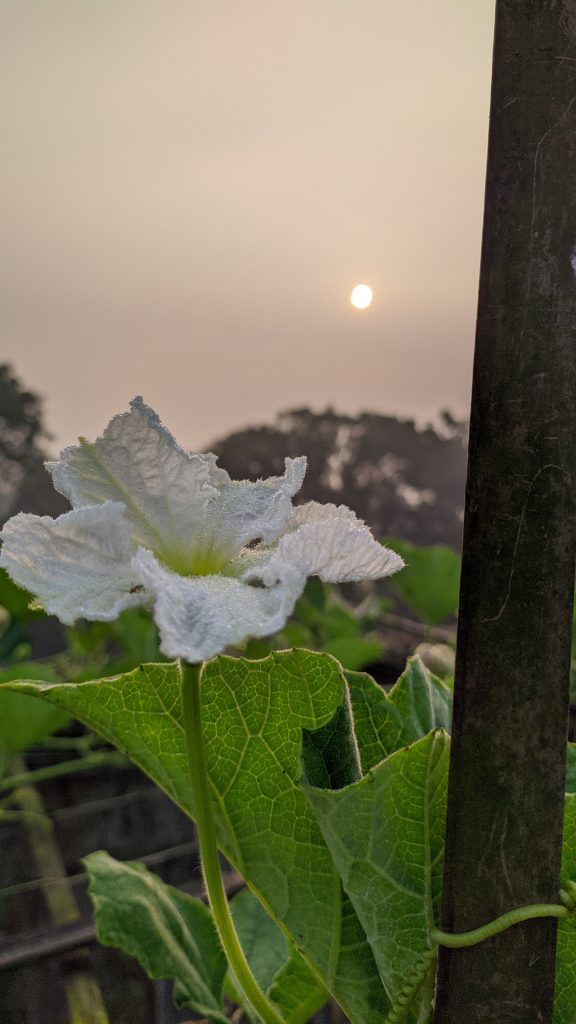 In awe of this magnificent white flower gracefully resting on a vibrant green leaf, a symbol of pure serenity! 🌼💚 #serenebeauty #whisperofnature #leafylove