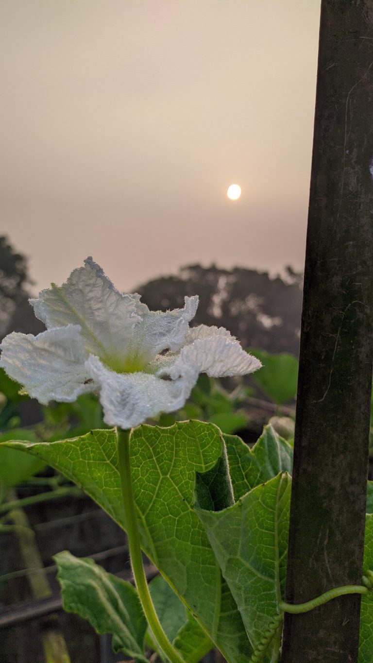 In awe of this magnificent white flower gracefully resting on a vibrant green leaf, a symbol of pure serenity!  #serenebeauty #whisperofnature #leafylove