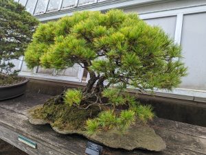 A bonsai tree growing on a shelf outside a greenhouse. 