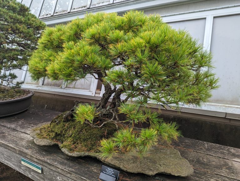 A bonsai tree growing on a shelf outside a greenhouse.