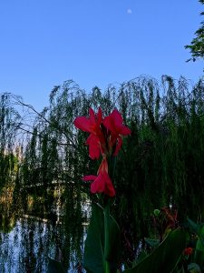 Tall red flower with a sturdy green stem and large leaves, surrounded by green feathery foliage and water beyond the foliage.
Bright blue, cloudless sky the partial moon is still clearly visible. Taken just before the sunrise in Taman Tasik Titiwangsa, Kuala Lumpur, Malaysia.