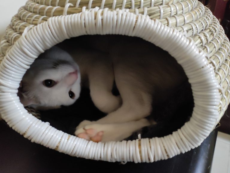 Cat hiding inside a basket