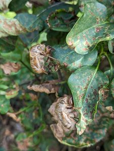 Two outer dried-out outermost skin layer of bugs, all dried out and stuck to leaves