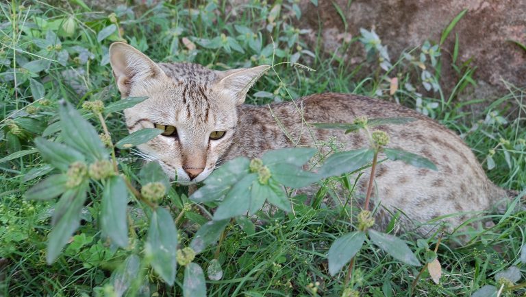 A cat lounging in grass and plants beside a rock.