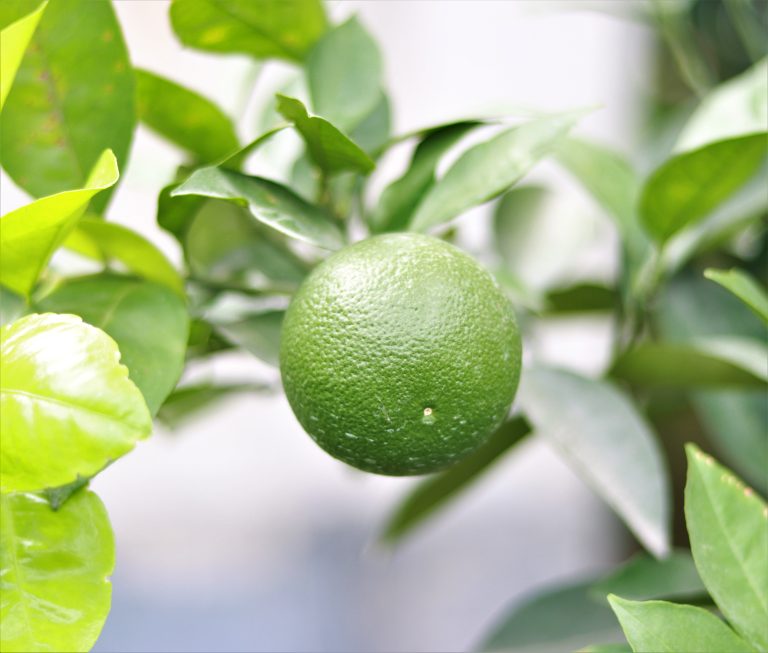 Green Orange with leaves in background.