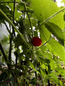 Wild raspberry in Costa Rica