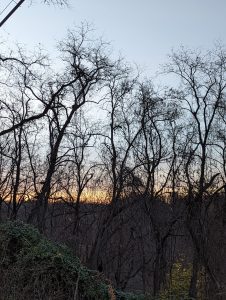 Bare trees at sunset 