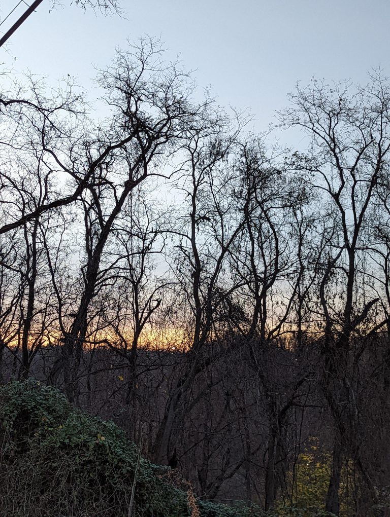 Bare trees at sunset