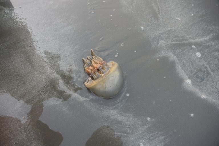 Jellyfish in Cox’s Bazar Sea Beach